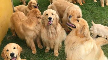 Bosques de Palermo: buscan superar el récord mundial con 2.500 golden retrievers