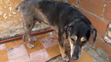 Rescatan a un perro desnutrido tras un allanamiento en CABA