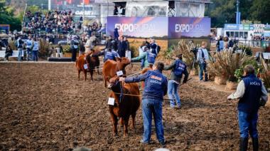 Histórico giro de Angus en Palermo: en las juras se unificarán negros y colorados