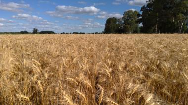 La BCR adelantó el relevamiento de calidad en trigo, ante la cosecha récord del cereal
