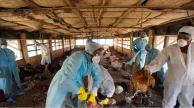 India reporta once brotes de gripe aviar H5N1 en granjas de Kerala