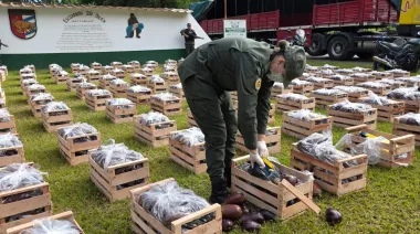 Incautaron más de 31 kilos de cocaína ocultos en un cargamento de berenjenas en Salta