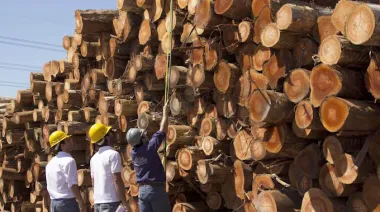 El nuevo mapa digital del pino argentino que puede redefinir la industria maderera