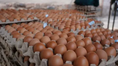 Argentina, primera en consumo de huevos: balance 2025 y algunas alarmas del sector