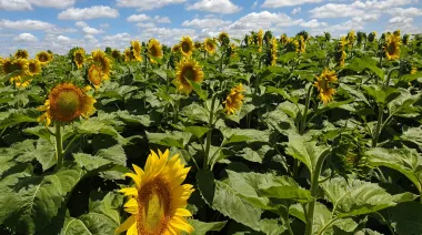 El poderío del girasol argentino: lo que se estima para la campaña 2025/2026