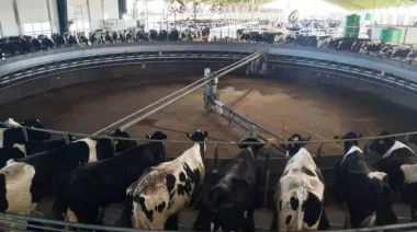 La producción de leche mostró su mejor cifra de la década pero cada vez hay menos tambos