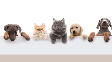 Paraguay crea el RAGAN: cómo funcionará el registro de agresores de animales