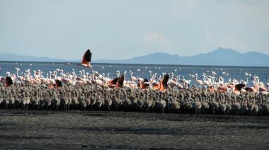 Hito ambiental en Mendoza: la Laguna de Llancanelo se une a una red global de conservación de aves