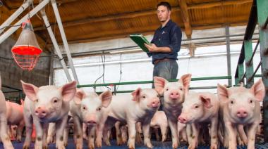 El sector porcino, con un primer semestre favorable y un fuerte deterioro hacia fin de 2025