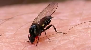 Invasión de barigüí en Buenos Aires y AMBA: qué es la "mosca negra" y cómo aliviar su mordedura