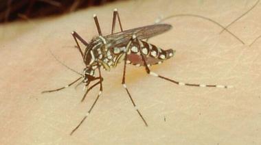 Dengue en Córdoba: alerta roja por el alto nivel de transmisión en la capital