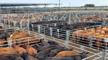 Menos hacienda en Cañuelas y precios firmes: qué puede pasar en los mostradores de las carnicerías