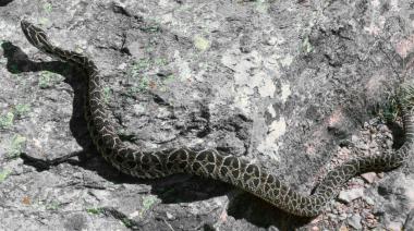 Entre Ríos refuerza la alerta por yararás: qué hacer ante una mordedura