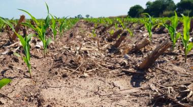La seca amenaza a los cultivos de soja y maíz en la región Núcleo