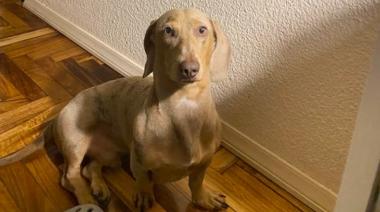 Desesperada búsqueda en Belgrano: le robaron su perro salchicha en la puerta de un supermercado