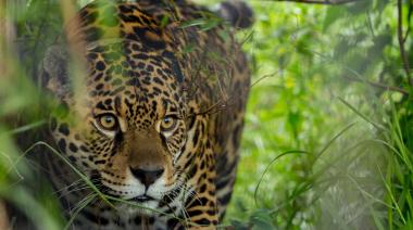 Cómo es el plan para salvar al yaguareté en la Selva Paranaense de Misiones