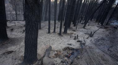 Incendios en Chubut: el INTA brinda asistencia crítica ante las 22 mil hectáreas quemadas