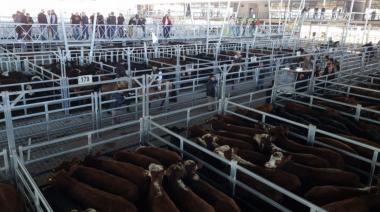 Los aumentos en el precio de la hacienda vacuna duplicaron a la inflación