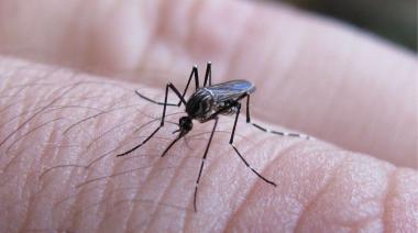 Dengue en Argentina: por qué hay mosquitos pero pocos casos confirmados