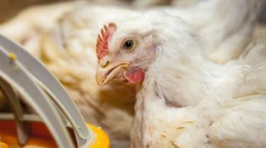 Economías regionales: el sector avícola mostró un deterioro del negocio y encendió las alarmas 