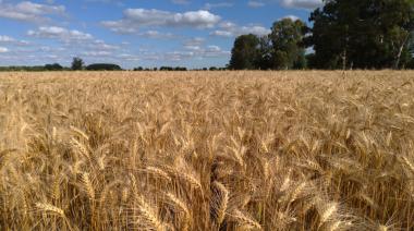 El lado B de la cosecha récord de trigo: los molinos advirtieron por problemas ante baja en la calidad