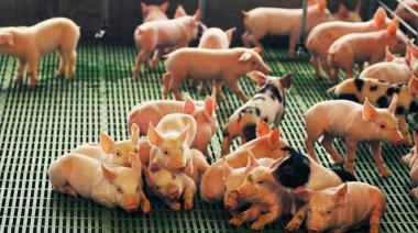 De los "récords" de Agricultura a la crítica de los privados: que pasó con el sector porcino en 2025