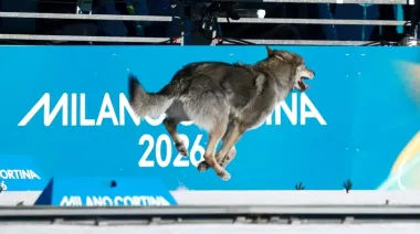 No era un Therian: perro lobo cruzó la meta de los Juegos Olímpicos de Invierno