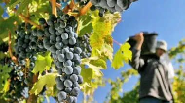 Vendimia 2026: el empleo temporal vuelve a empujar a las economías regionales de Mendoza y San Juan