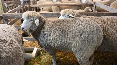 Crearon un comité para promocionar la ganadería ovina en la provincia de Buenos Aires