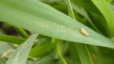 Cómo quedó el mapa de la chicharrita de maíz en febrero