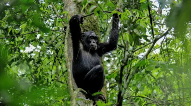 Uganda confirma 426 chimpancés en Bwindi tras histórico censo