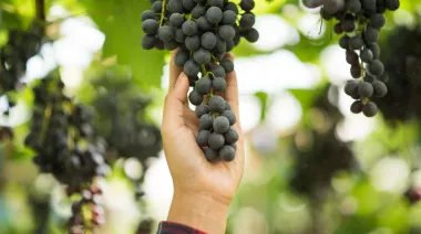 Mendoza: la Justicia frenó la prohibición de aportes empresarios en la vitivinicultura