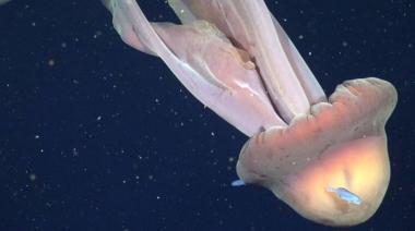 Hallazgo histórico: encuentran una medusa gigante en el mar Argentino
