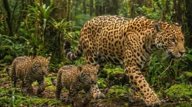 Avistan a la yaguareté Janaína con sus dos nuevos cachorros en el Parque Nacional Iguazú