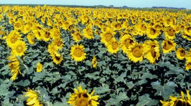 El girasol no afloja y se encamina a una cosecha récord de 6,2 millones de toneladas