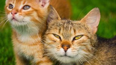 Día Internacional del Gato: 3 fechas, un presidente y 5 datos curiosos