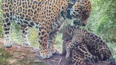 Misiones: investigan la desaparición de dos cachorros de yaguareté tras un polémico traslado