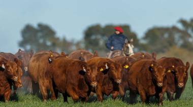Encuesta de la Universidad Austral: por qué 6 de cada 10 productores apuestan a invertir en 2026