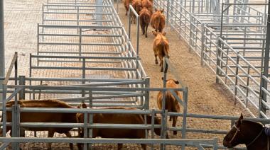 Cómo impactará en el bolsillo las fuertes subas de la hacienda vacuna en Cañuelas