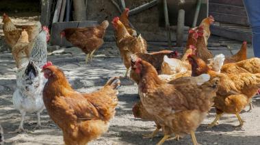Gripe aviar: detectaron un segundo caso positivo en la ciudad de Lobos