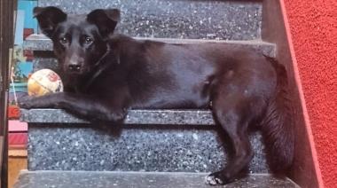 Argentina en el top 10 mundial de países con más perros: qué puesto ocupa en el ranking