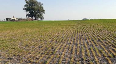 Enero fue el mes más seco en 60 años y encendió alarmas en la producción del norte de Buenos Aires