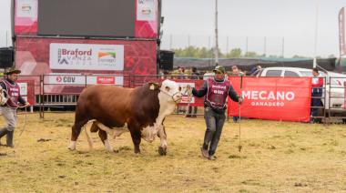 En San Nicolás, la raza ganadera Braford presentará la segunda edición de su expo