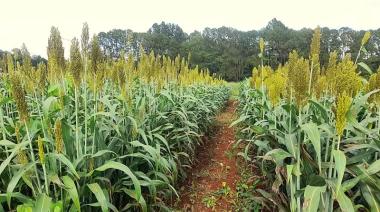 Cuál es el cultivo que permite incrementar la producción de carne en Misiones
