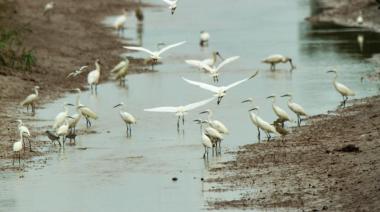 El SENASA detectó casos positivos de influenza aviar en General Madariaga