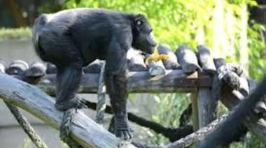 Adiós a Tomy: la conmovedora historia del chimpancé que fue símbolo del Bioparque de La Plata