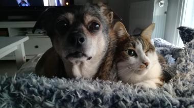 Amor del bueno: cómo cuidar a perros y gatos en cada etapa de su vida