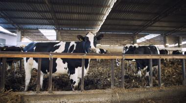 23 de febrero: Día del Tambero, el trabajo que sostiene la mesa de los argentinos