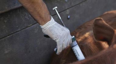 “No defendemos kioscos”: CARBAP contra los cambios en la vacunación de la aftosa