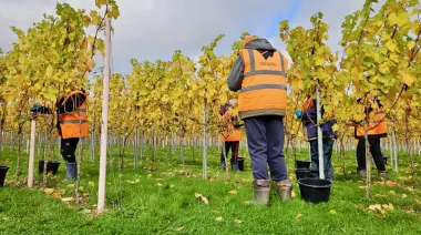 El vino de Burdeos: cae el consumo y la industria busca reinventarse
